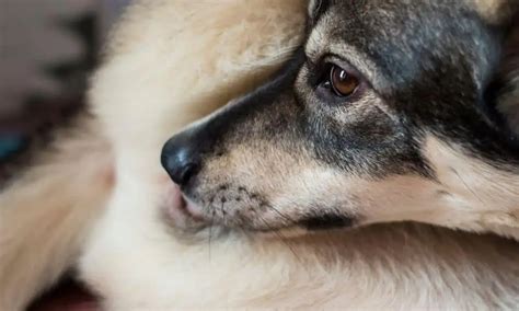 hund leckt muschie|Lecken des Genitalbereichs (Rüde) .